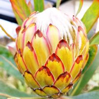 プロテア,プロテア スサラ,オーストラリア,オージープランツ,ワイルドフラワーの画像