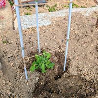 スナップエンドウ,植え替え,野菜栽培,家庭菜園,庭の画像
