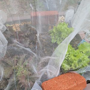 家庭菜園初心者,野菜栽培,家庭菜園,庭の画像