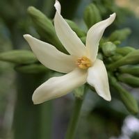 パパイヤ,青パパイヤ,パパイヤの花,フルーツパパイヤ,鉢植えの画像