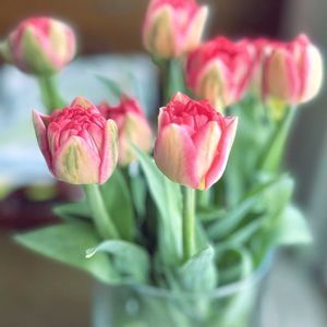 チューリップ,アレンジ,花瓶,癒し,花のある暮らしの画像