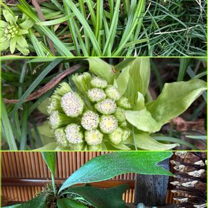 フキノトウ,フキノトウ,ビカクシダ,大王松,大王松の松ぼっくりの画像