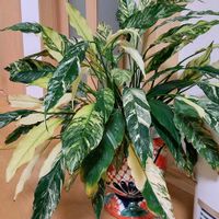 スパティフィラム,斑入りスパティフィラム,観葉植物の画像