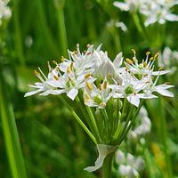 ツユクサ,ニラ,クサギ,サオトメバナ,丘の上の公園の画像