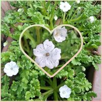 ニラ,ネモフィラ,ノースポール,庭の画像