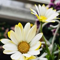 オステオスペルマム,キララ,カツオ菜,サントリー フラワーズ,地道にコツコツの画像