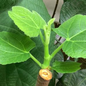 イチジク,いちじく,室内栽培,鉢栽培,鉢増しの画像