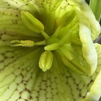 フリチラリア,胡蝶の舞,新天地,八重咲き水仙 タヒチ,アミガサユリの画像