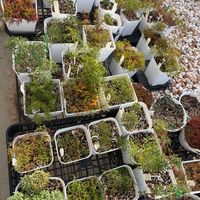 オキザリス,オキザリス,ガーデニング,球根植物,マイガーデンの画像