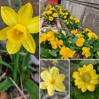 オウバイ,リュウキンカ,ビオラ,水仙,可愛い〜♡の画像