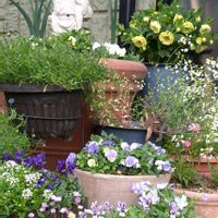 マイガーデニング,種蒔き,ふみひげのホワイトガーデン,家庭菜園,玄関アプローチの画像