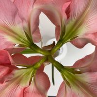 アマリリス,底面給水,東京優芳園,アマリリス　ロザリーの画像