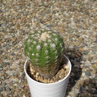 すみれ丸,多肉植物,観葉植物,100均,ダイソーの画像