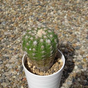 すみれ丸,多肉植物,観葉植物,100均,ダイソーの画像