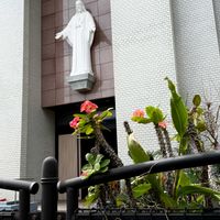 ハイビスカス,ハイビスカス,ポインセチア,ユーチャリス,モンキアゲハの画像