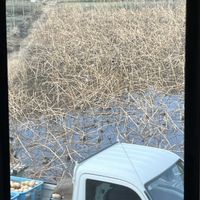 ハス,レンコン畑,レンコン畑,茨城県,お出かけ先の画像