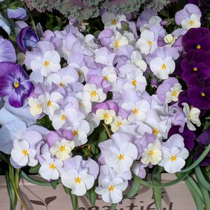 鉢植え,木製プランター,花のある暮らし,ビオラ・パンジー,春を感じるの画像