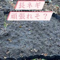 長ネギ,長ネギ,荒地,荒地改造中,家庭菜園の画像