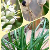 イチゴ,カーネーション,ニラ,カタバミ,小松菜の画像