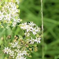 ニラ,ニラ,ミント,思い出,愛知県の画像