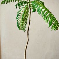 ジャカランタ,ノウゼンカズラ科,庭木,街路樹,樹木の画像