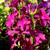 ノースポール,ハナダイコン,ハナダイコン,ハナダイコン（オオアラセイトウ）,お手入れありがとうの画像