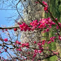 サザンカの画像