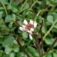 タネツケバナの画像