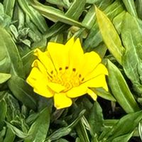 タマスダレの画像