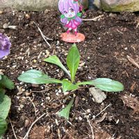 スカビオサ,スカビオサ・ファーマ・ディープブルー,PR,アヅミン,デンカ土づくり部会の画像