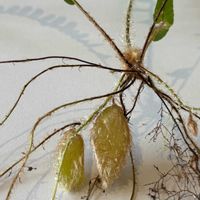 タマシダ,タマシダ,タマシダ,シダ植物,沖縄の画像