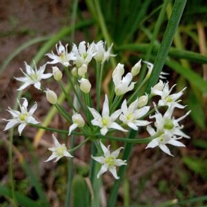 ニラ,ニラ,ニラ,ニラ,花言葉の画像