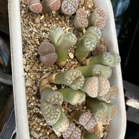 リトープスの画像