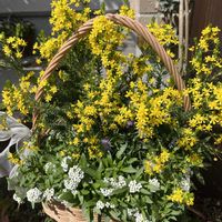 アリッサム,スカビオサ,ゴールデンクラッカーの画像