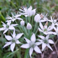 サクラソウ,ニラ,今日のお花,花のある暮らし♡,おうち園芸の画像