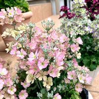 ウィンティー,プルモナリア,サクラソウ ウインティー ピーチ,プルモナリア　ブルーエンサイン,北側玄関の画像