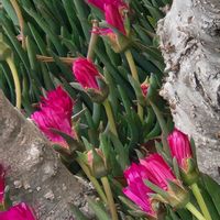 マツバギク,マツバギクの画像