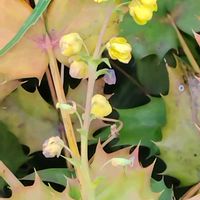 ヒイラギナンテンの画像