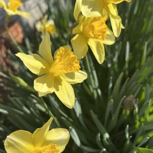 クリスマスローズ,ヒヤシンス,ラッパスイセン,球根植物,小さな花壇の画像