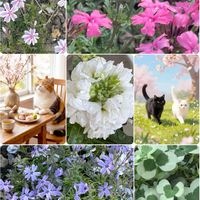 クローバー,ストック,シバザクラ（芝桜）,シバザクラ（芝桜）,シバザクラ（芝桜）の画像