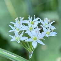 ギョウジャニンニク,ヤマラッキョウ,ジャンボニンニク,ニラの花,ジャンボニンニクの花の画像