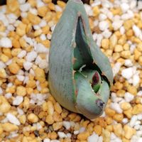 アガベ,育成ライト,多肉植物,初心者,お迎えの画像