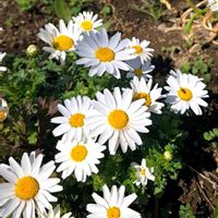 ストック,ノースポール, ケールの画像