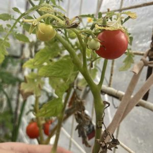 イチゴ,イチゴ,ミニトマト,ミニトマト,ネギの画像