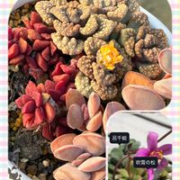 呂千絵,吹雪の松,チタノプシス　天女,多肉植物,紅葉する多肉の画像