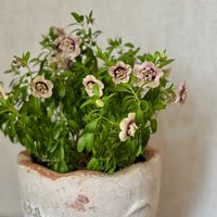 ミリオンベル　プチホイップ　ラムレーズン,北海道,小花会,花と生きるサントリー,サンフラマニアの画像