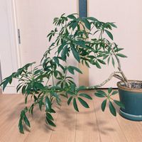 シェフレラ,シェフレラ,カポック,カポック,リビング・ダイニングの画像