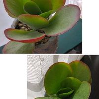 デザートローズ,唐印,唐印(デザートローズ),多肉植物,鉢植えの画像