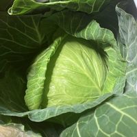 ロマネスコ,キャベツの画像