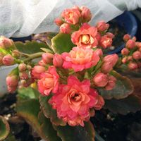 カランコエ,カランコエ クイーンローズ,八重咲きカランコエ,カランコエ パリ,バラ咲きカランコエの画像